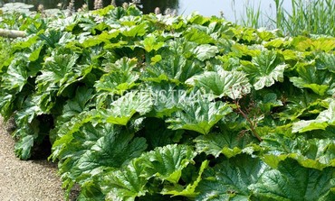 Дармера щитовидная (Darmera peltata)