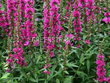 Дербенник иволистный Цигойнерблют (Lythrum salicaria 'Zigeunerblut')