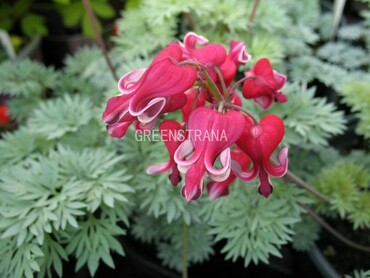 Дицентра Кинг оф Хартс (Dicentra 'King of Hearts')