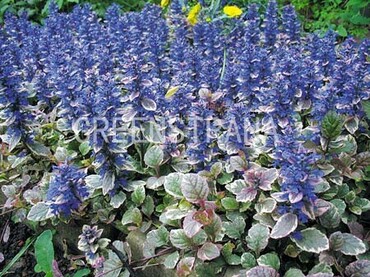 Живучка ползучая (Ajuga reptans)