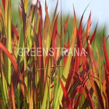 Императа цилиндрическая Ред Барон (Imperata цилиндрическая 'Red Baron')