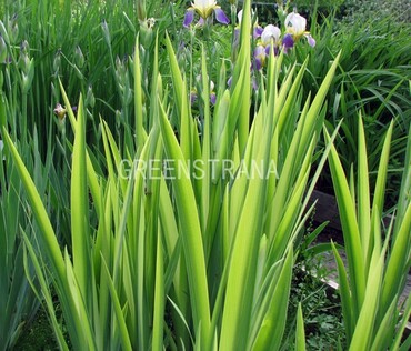 Ирис болотный Вариегата (Iris pseudacorus 'Variegata')