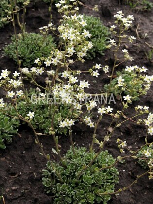 Камнеломка котиледон Голден Фолл (Saxifraga cotyledon 'Golden Fall')
