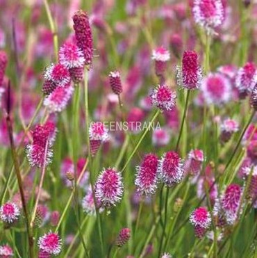 Кровохлебка лекарственная Пинк Танна (Sanguisorba officinalis 'Pink Tanna')
