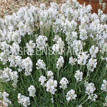 Лаванда узколистная Альба (Lavandula angustifolia 'Alba')