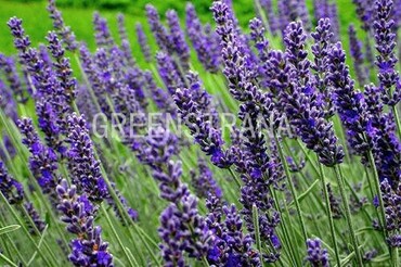 Лаванда узколистная Манстед (Lavandula angustifolia 'Munstead')