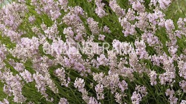 Лаванда узколистная Розеа (Lavandula angustifolia 'Rosea')