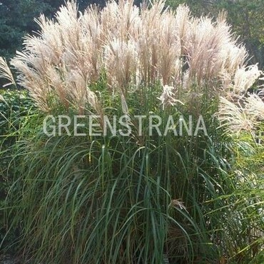 Мискантус китайский (Miscanthus sinensis)