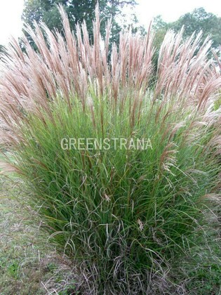 Мискантус китайский Грациллимус (Miscanthus sinensis 'Gracillimus')