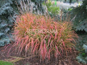 Мискантус китайский Пурпурасценс (Miscanthus sinensis 'Purpurascens')