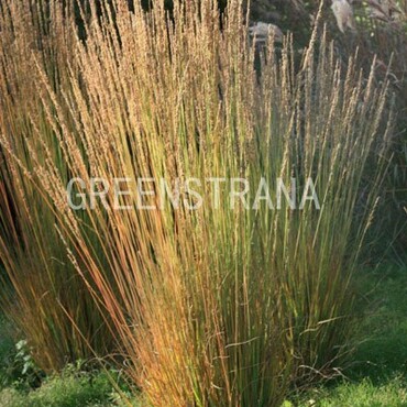 Молиния голубая Моорхексе (Molinia caerulea 'Moorhexe')
