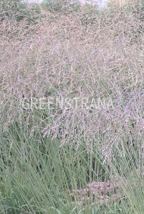 Молиния тростниковая Фонтане (Molinia arundinacea 'Fontäne')