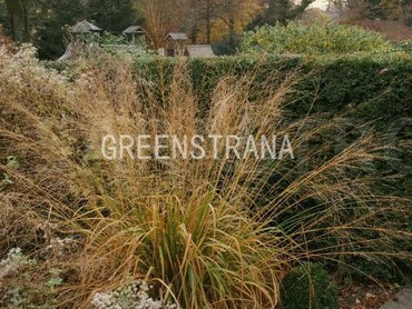 Молиния тростниковая Транспарент (Molinia arundinacea 'Transparent')