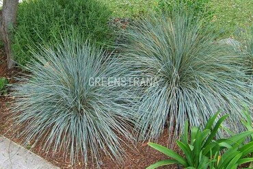 Овсец вечнозелёный (Helictotrichon sempervirens)