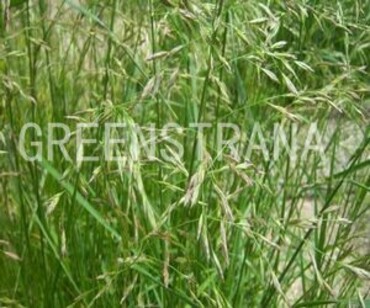 Овсяница луговая (Festuca pratensis)
