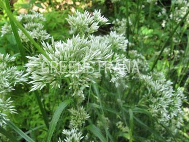 Ожика снежно-белая Бланк Вайт (Luzula nivea 'Blanc White')