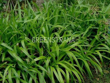 Ожика лесная (Luzula sylvatica)