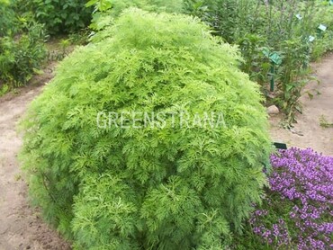 Полынь древовидная (Artemisia abrotanum)