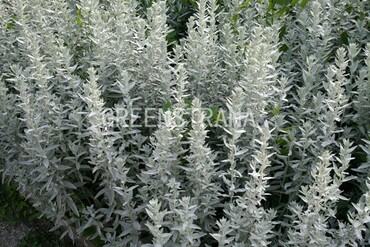 Полынь Пурша (Artemisia purshiana)