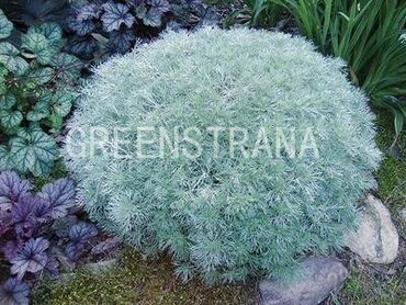 Полынь Шмидта (Artemisia schmidtiana)