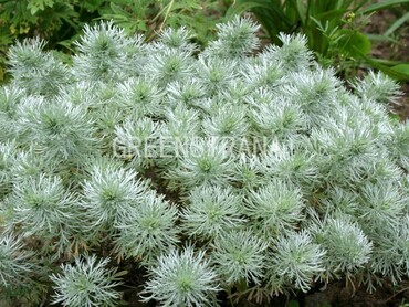Полынь Шмидта Нана (Artemisia schmidtiana 'Nana')