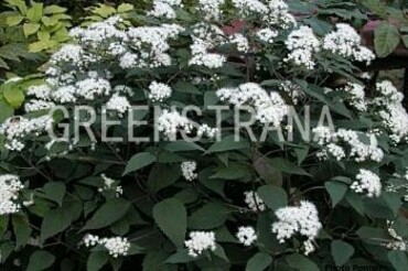 Посконник морщинистый Чоколат (Eupatorium rugosum 'Chocolate')