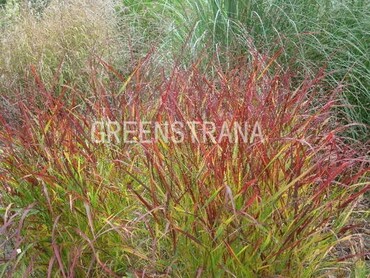 Просо прутьевидное Ребраун (Panicum virgatum 'Rehbraun')