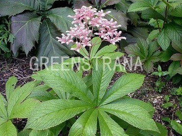 Роджерсия конскокаштанолистная (Rodgersia aesculifolia)