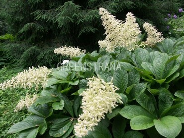Роджерсия перистая Элеганс (Rodgersia pinnata 'Elegans')