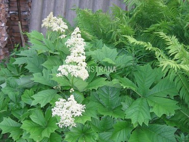 Роджерсия стополистная (Rodgersia podophylla)