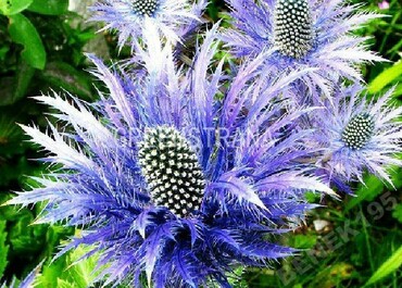 Синеголовник альпийский Блю Стар (Eryngium alpinum 'Blue Star')