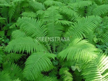 Страусник обыкновенный (Matteuccia struthiopteris)