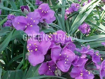 Традесканция Андерсена Конкорд Грейп (Tradescantia x andersoniana 'Concord Grape')