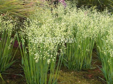 Трясунка средняя (Briza media) Бриза