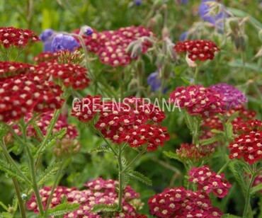 Тысячелистник Петра (Achillea 'Petra')