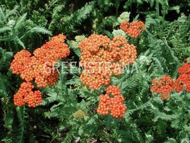 Тысячелистник Вальтер Фанке (Achillea 'Walther Funcke')