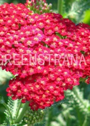 Тысячелистник обыкновенный Сериз Куин (Achillea millefolium 'Cerise Queen')