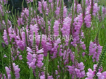 Физостегия виргинская Вивид (Physostegia virginiana 'Vivid')
