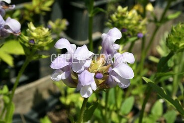 Черноголовка Уэбба Грусс аус Изернхаген (Prunella webbiana 'Gruss aus Isernhagen')
