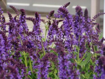 Шалфей лесной Негрито (Salvia nemorosa 'Negrito')