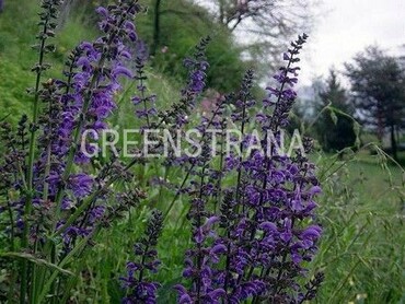 Шалфей луговой (Salvia pratensis)
