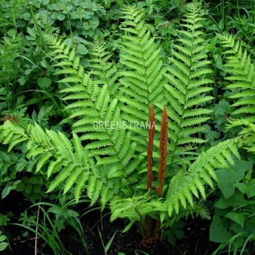 Щитовник мужской (Dryopteris filix-mas)