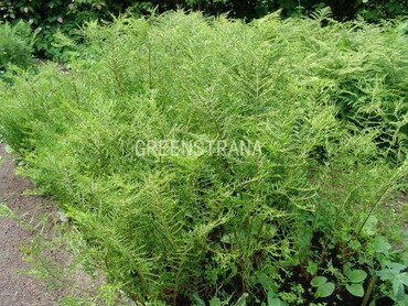 Щитовник мужской Линеарис Полидактила (Dryopteris filix-mas 'Linearis Polydactyla')