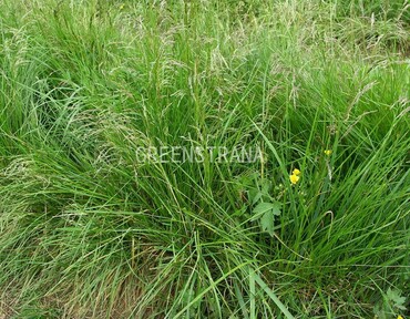 Луговик дернистый (Deschampsia cespitosa)
