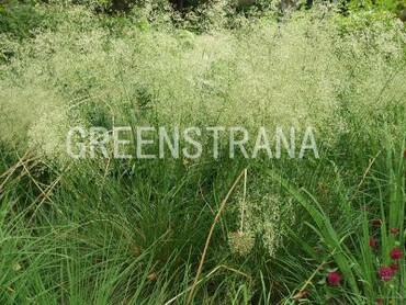 Щучка дернистая Бронзешляйер (Deschampsia cespitosa 'Bronzeschleier')
