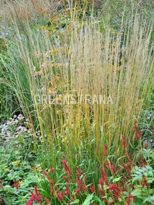 Щучка дернистая Гольдшляйер (Deschampsia cespitosa 'Goldschleier')