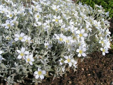 Ясколка войлочная (Cerastium tomentosum)