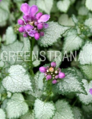 Яснотка крапчатая Стерлинг Сильвер (Lamium maculatum 'Sterling Silver')