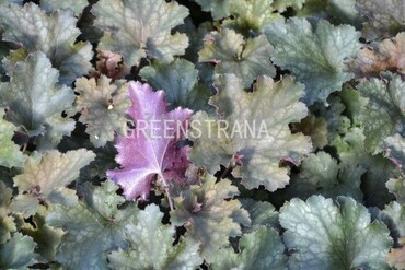 Гейхера Иденс Мистери (Heuchera 'Edens Mystery')