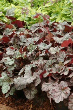 Гейхера Харвест Бургунди (Heuchera 'Harvest Burgundy')